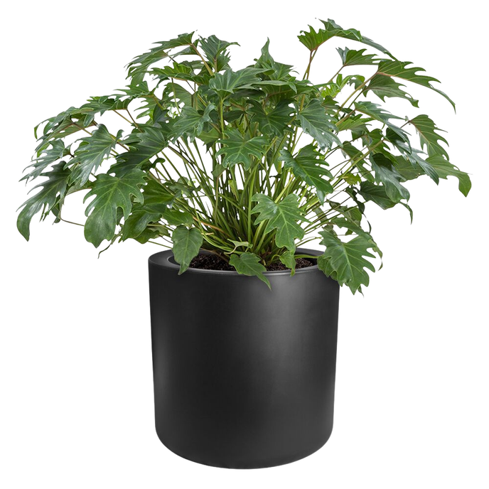 pure cilinder wheels 50 black